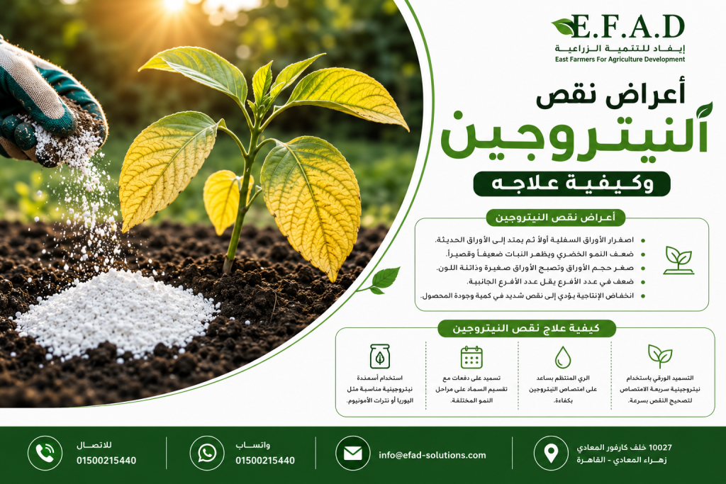 أعراض نقص النيتروجين على النباتات وكيفية علاجه