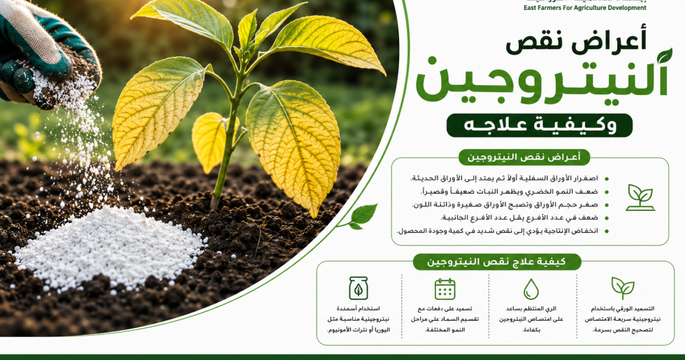 أعراض نقص النيتروجين على النباتات وكيفية علاجه
