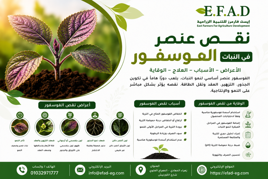 نقص عنصر الفوسفور في النبات وأعراضه وطرق علاجه