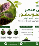 نقص عنصر الفوسفور في النبات الأعراض – الأسباب – العلاج – الوقاية