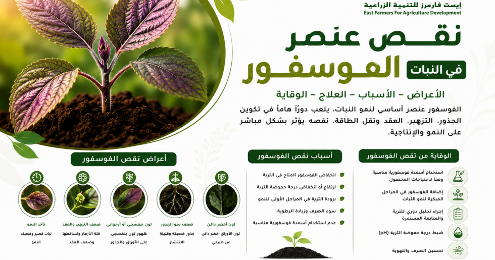 نقص عنصر الفوسفور في النبات وأعراضه وطرق علاجه
