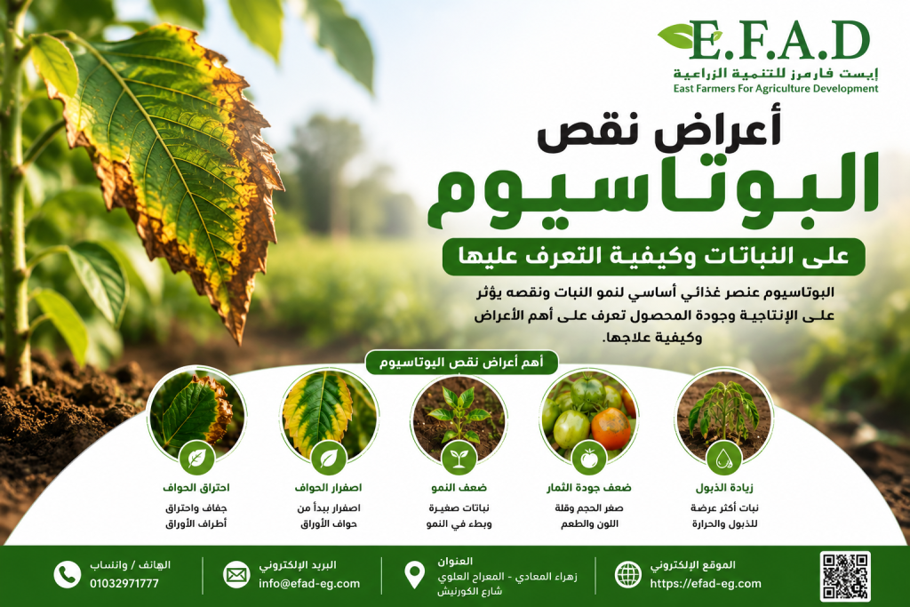 أعراض نقص البوتاسيوم على النباتات وكيفية التعرف عليها مبكرًا
