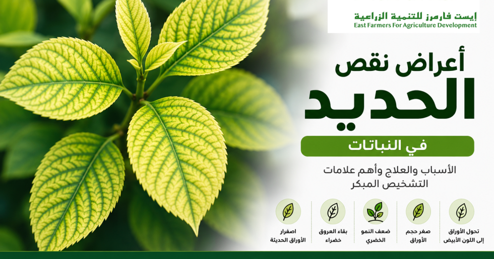 أعراض نقص الحديد في النباتات واصفرار الأوراق الحديثة مع بقاء العروق خضراء