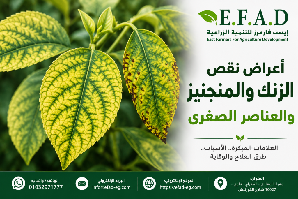 أعراض نقص الزنك والمنجنيز والعناصر الصغرى