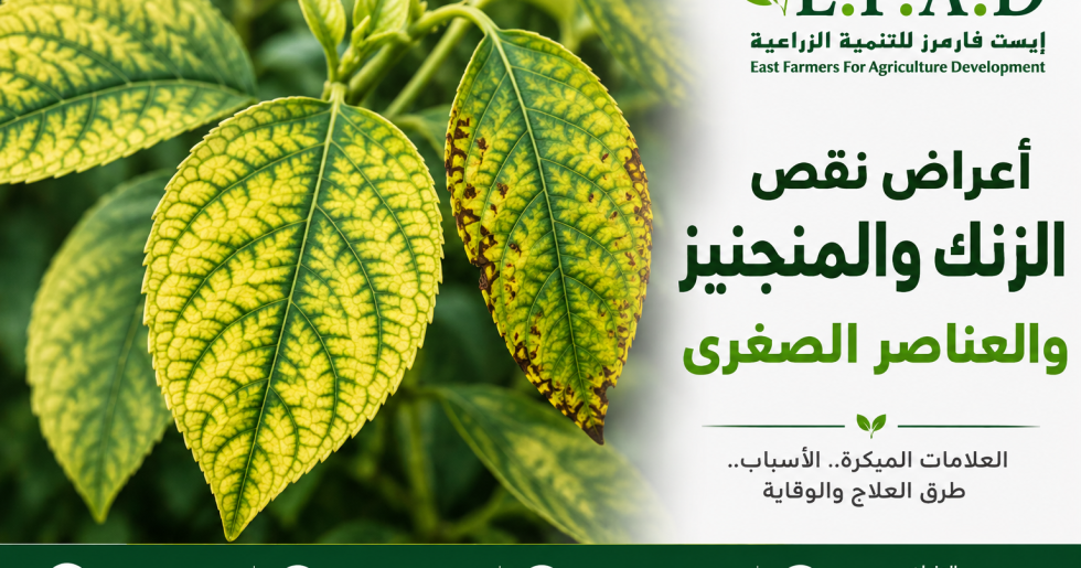 أعراض نقص الزنك والمنجنيز والعناصر الصغرى
