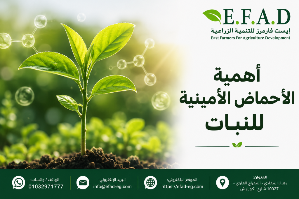 أهمية الأحماض الأمينية للنبات