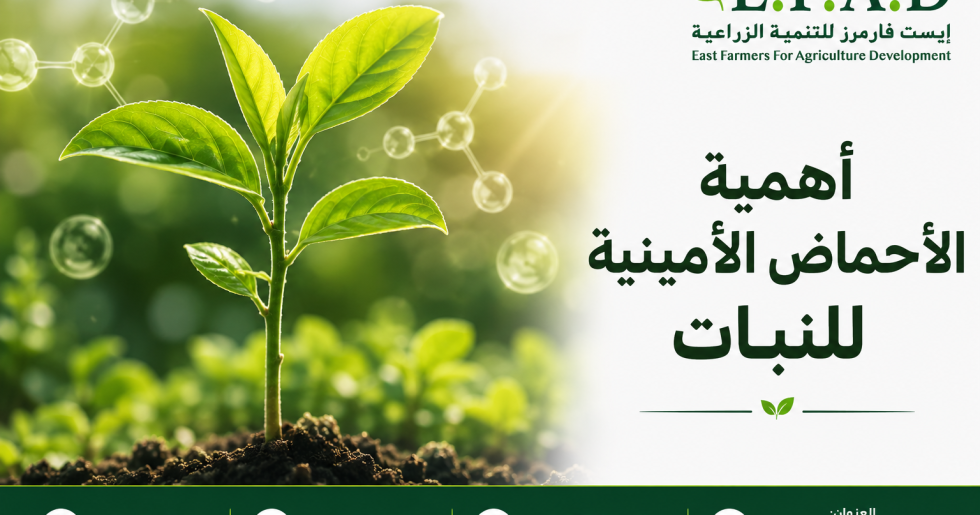 أهمية الأحماض الأمينية للنبات