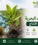 فوائد الطحالب البحرية في زيادة الإنتاج