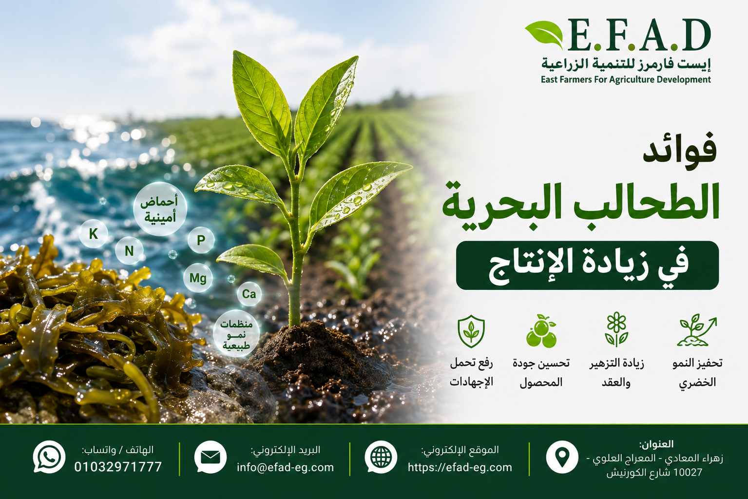 فوائد الطحالب البحرية في زيادة الإنتاج وتحسين نمو النباتات وزيادة جودة المحاصيل